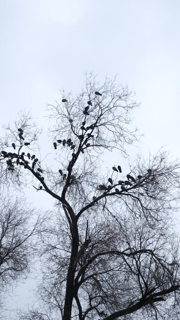 birds on the tree branches