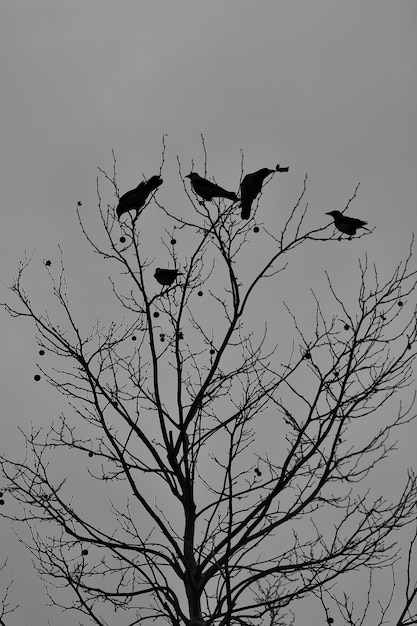 Photo birds on a tree