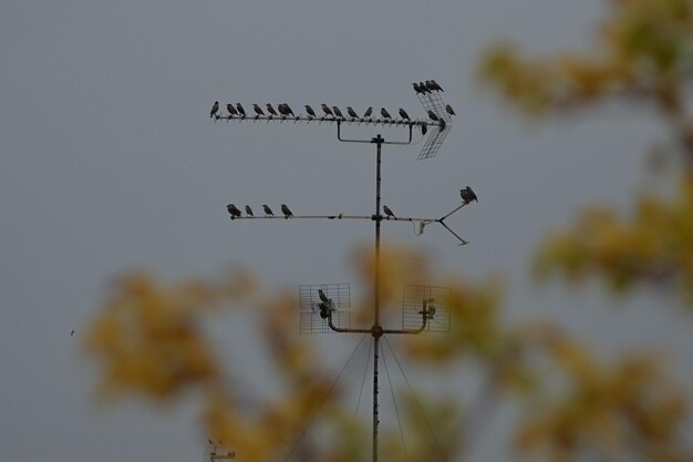 Birds tv antenna