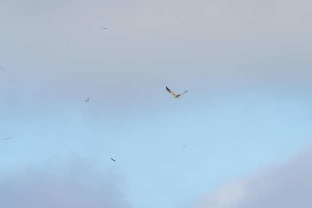 Photo birds and vultures flying through the blue sky in flocks