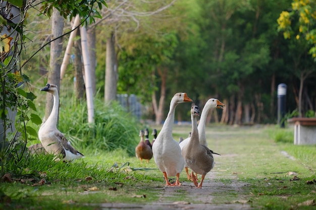 歩道を歩く鳥