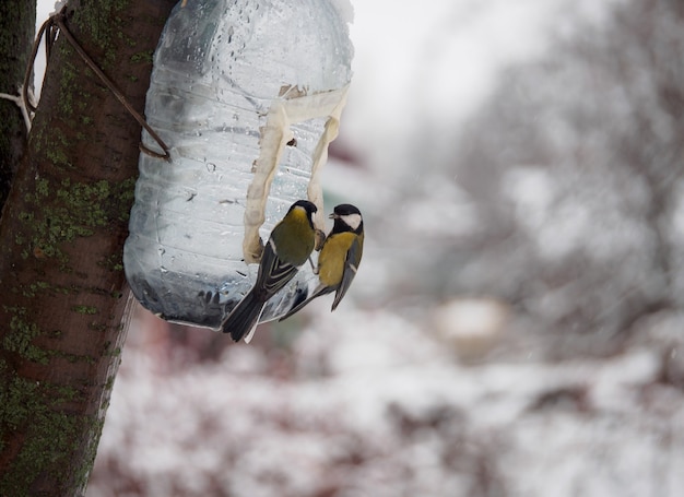 水のボトルの鳥