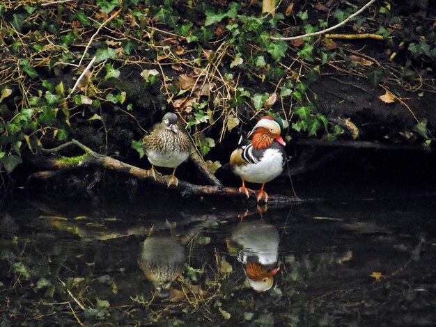 Photo birds in water