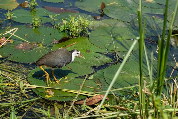 Photo birds in a water