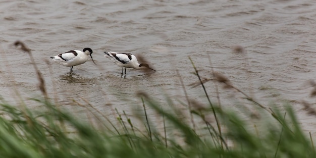 Foto uccelli in acqua