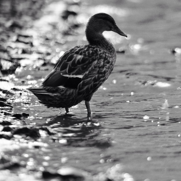 Photo birds in water