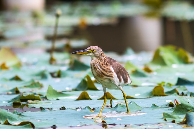 鳥が餌を探していました