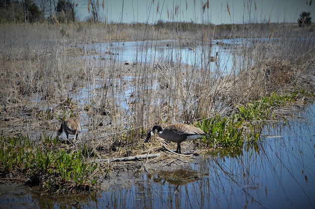 Photo birds in the wild