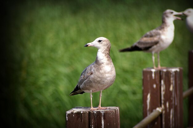 Photo birds wildlife