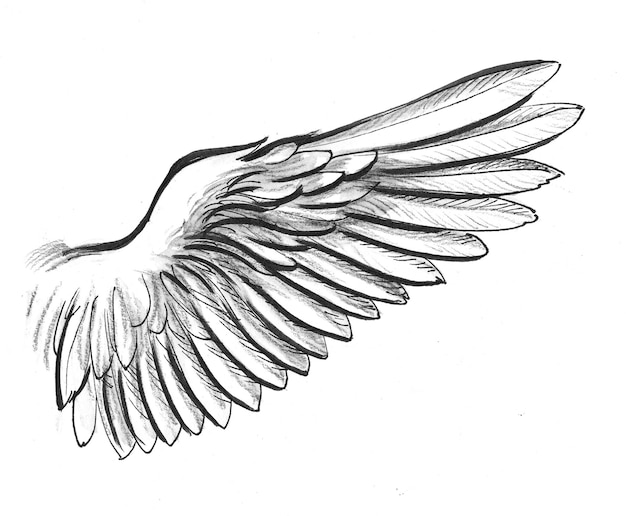 Birds wing. Ink black and white drawing