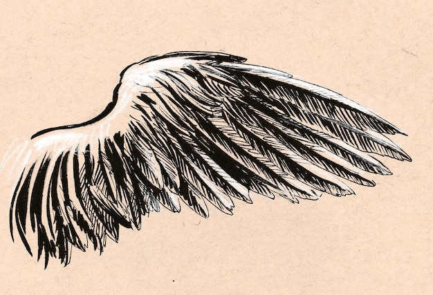 Photo birds wing. ink and chalk drawing