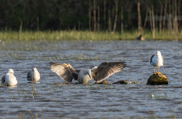 Birds in winter on the Cantabrian coast!