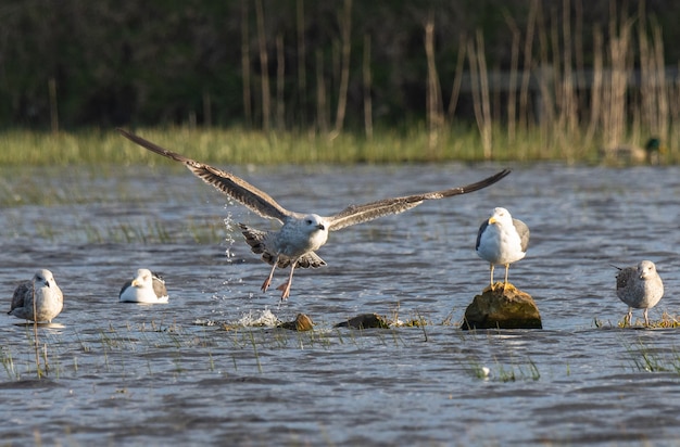 Birds in winter on the Cantabrian coast!