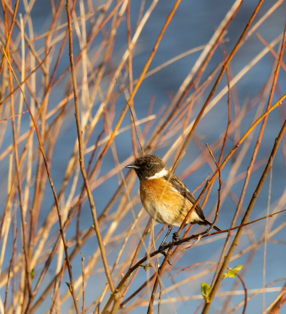 Birds in winter on the Cantabrian coast!