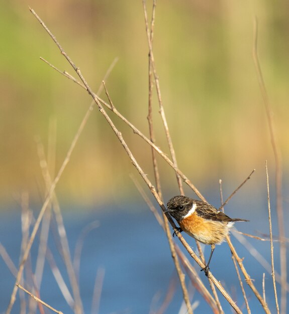 Birds in winter on the Cantabrian coast!