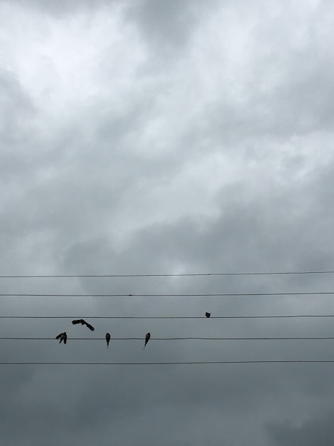 Birds on wires