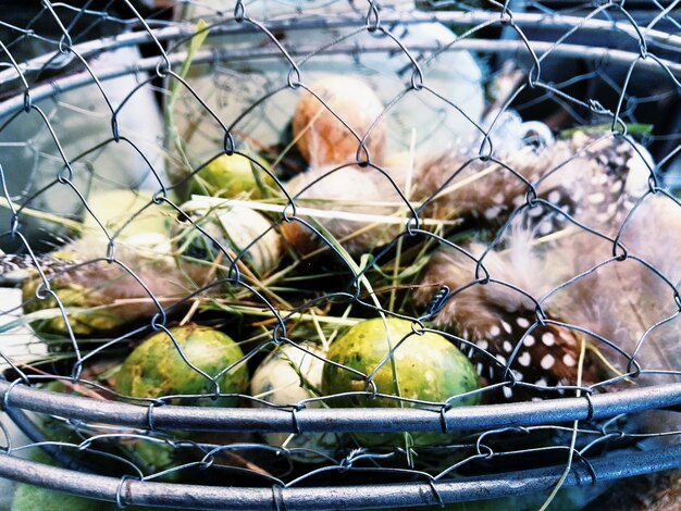 Photo birds with eggs in cage