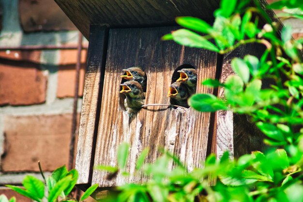 Photo birds with open mouth in house