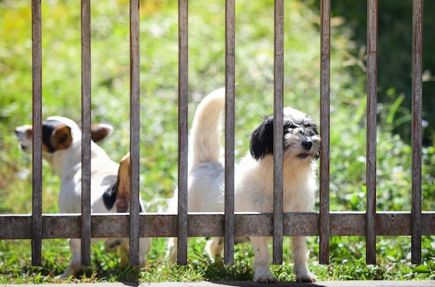 Foto uccelli in uno zoo