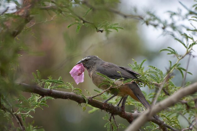 Photo birds