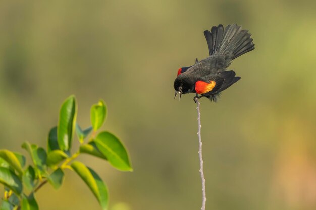 写真 鳥たち