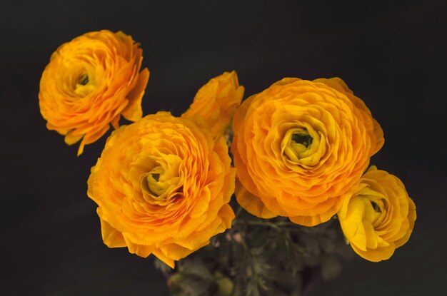 Birdseye view of Persian buttercups flowers also known as ranunculus asiaticus flower