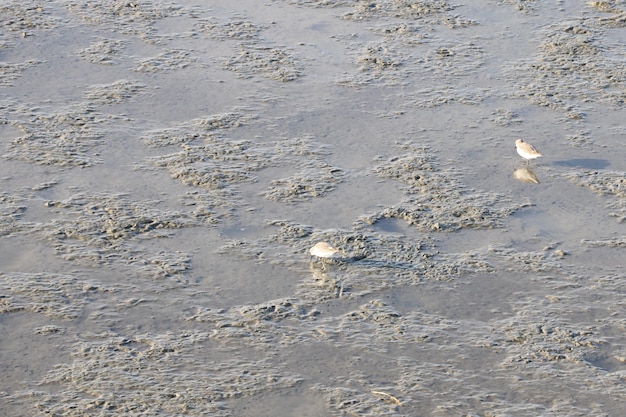 Birdwatching Baylands California