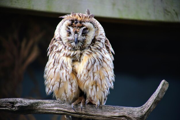 写真 鳥の観察