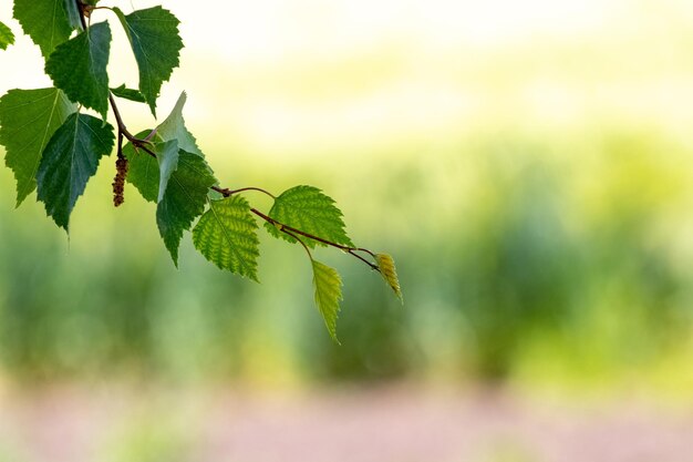 Birkentak met groene bladeren op een wazige achtergrond