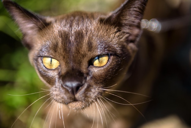 Birma-kat die buiten close-upgezicht van bruine kat in binnenplaatstuin loopt