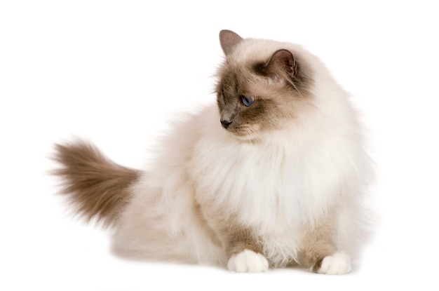 Birman (1 year)