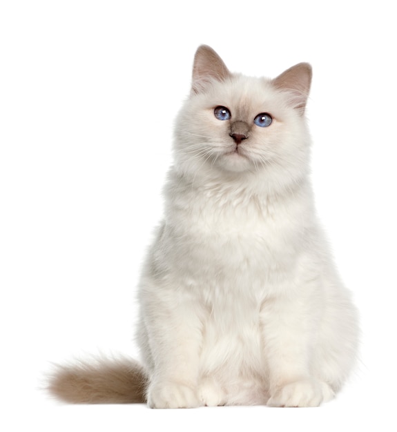 Photo birman (6 months old)