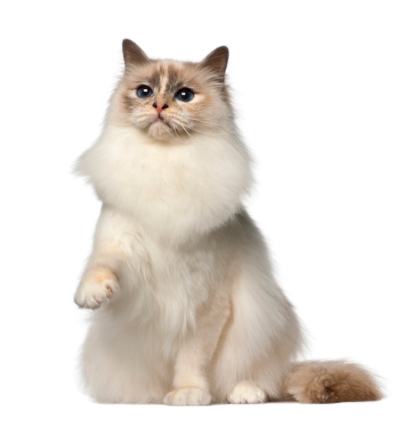 Birman, 9 months old, sitting