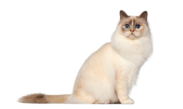 Birman (9 months old)