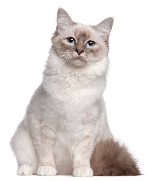 Birman cat, 9 months old, sitting