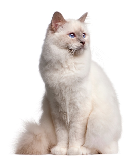 Birman cat, 9 months old, 