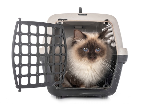 Birman cat and cage