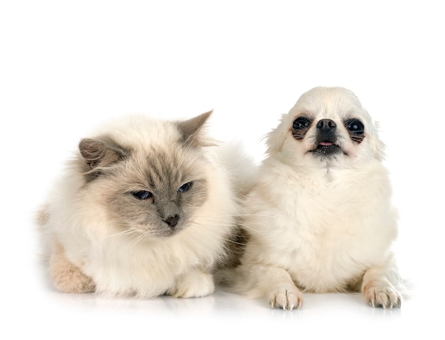 Birman cat and chihuahua in front of white background