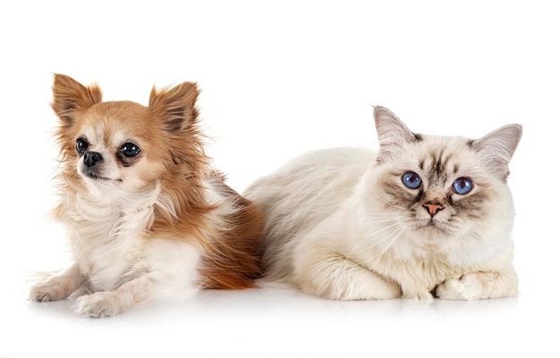 Birman cat and chihuahua in front of white background