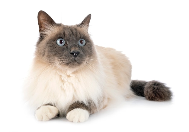 Birman 고양이 흰색 배경 앞