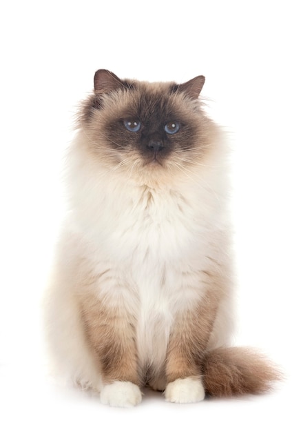 Birman 고양이 흰색 배경 앞