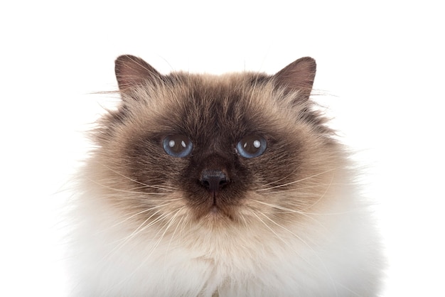 Birman 고양이 흰색 배경 앞