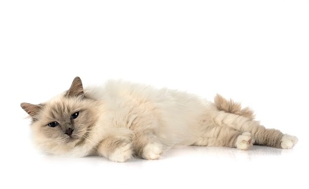 흰색 배경 앞의 버먼 고양이