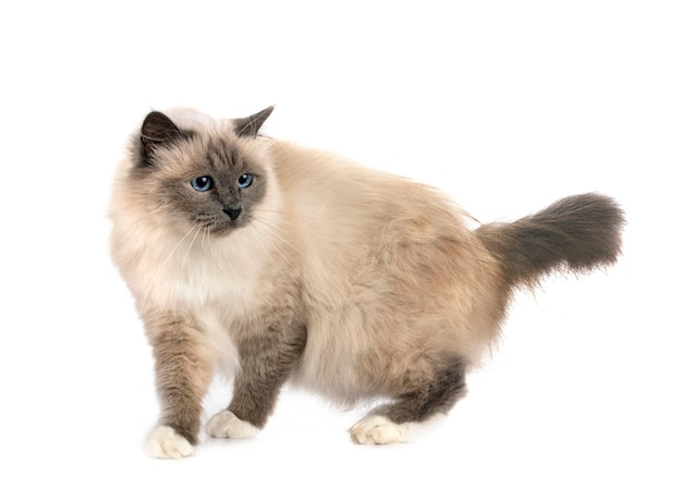 Birman cat in front of white background