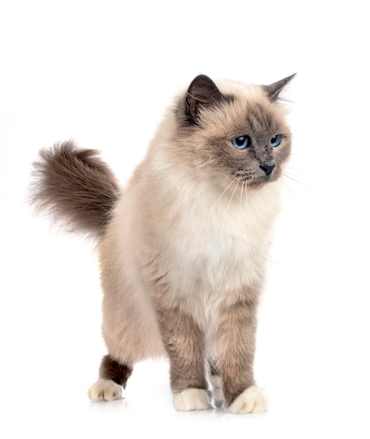 Birman cat in front of white background