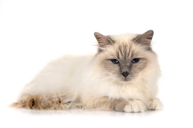 Birman cat in front of white background