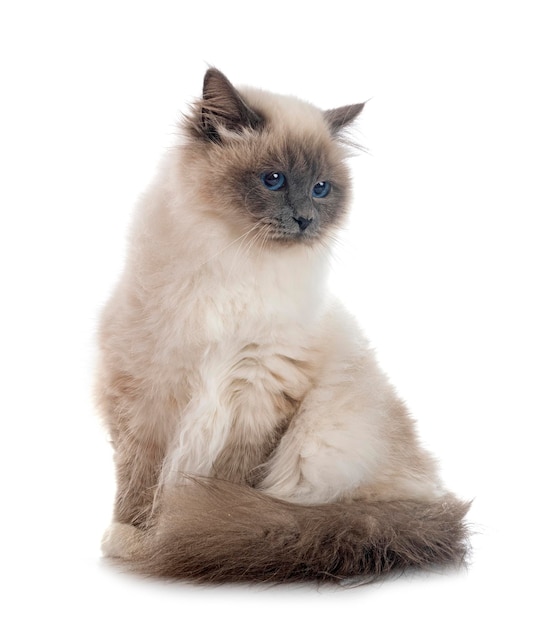 Birman cat in front of white background