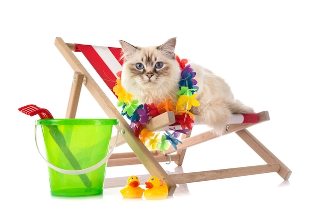 Birman cat in front of white background