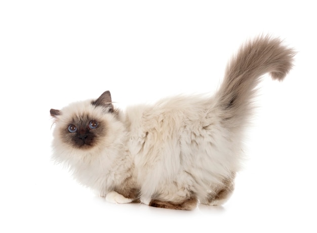 Birman 고양이 흰색 절연