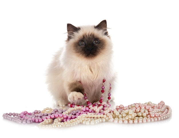 Birman 고양이 흰색 절연